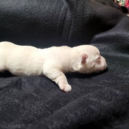 Girl 1 - White female West Highland White Terrier puppy in Cedaredge, Colorado from Bloom Puppies