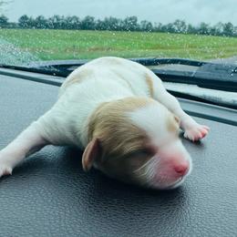 Woodrow - Blenheim male Cavapoo puppy in Miami, Oklahoma from BriarCreek Cavapoos