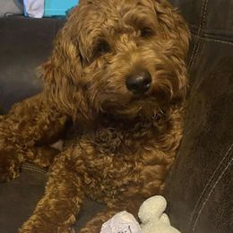 Cavapoo, Goldendoodle, and Poodle All Grown Up from Dlm_doodles