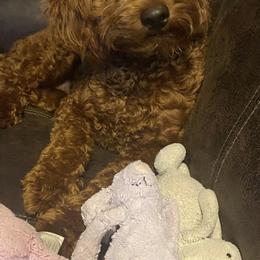 Cavapoo, Goldendoodle, and Poodle All Grown Up from Dlm_doodles