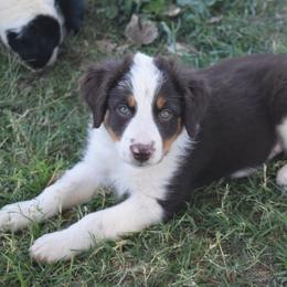 Blaze - Red tri-color male Australian Shepherd puppy in San Tan Valley, Arizona from Mott Ranch - Blazin' Sun Aussies