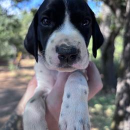 Thyme - light pink - Black and white female German Shorthaired Pointer puppy in Mokelumne Hill, California from Underhill GSP