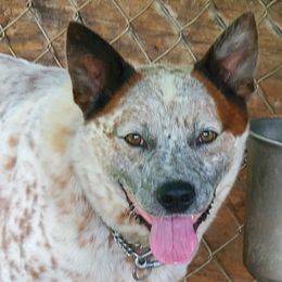Kingston - Australian Cattle Dog