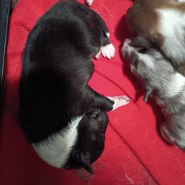 Tri boy - White black and tan male Shetland Sheepdog puppy in Castle Rock, Washington from RimRanch Shelties