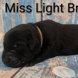 Miss Light Brown - Black female Labrador Retriever puppy in Lebanon, Pennsylvania from Robertson's Retrievers and Doodles