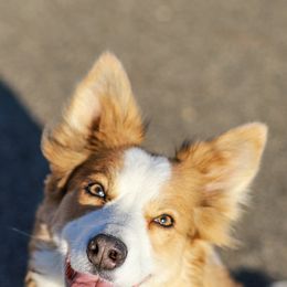 Border Collies from QuickWits Border Collies