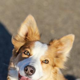 Border Collies from QuickWits Border Collies