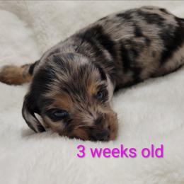 Abigail - Dapple female Dachshund puppy in Kempner, Texas from Russell Farms Dachshund