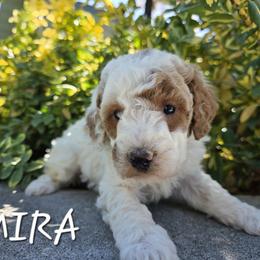 Aussiedoodle, Bernedoodle, Poodle, and Sheepadoodle Puppies from Draper Mountain Doodles