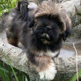 KB1 AKC FLORIDA LHASA APSO MULTI CHAMPION ANCESTRY - Grizzle male Lhasa Apso puppy in Bell, Florida from Maryann & Kandis