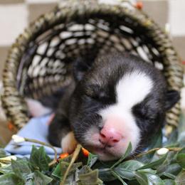 Blue - Black and white male Siberian Husky puppy in York, Pennsylvania from Spalla Pups