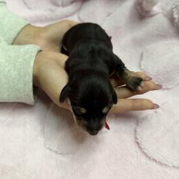 Birdie - Black and cream female Dachshund puppy in El Cajon, California from Lisa Buxton
