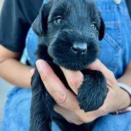 Giant Schnauzer and Miniature Schnauzer Puppies from My Angel Schnauzers