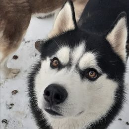 Siberian Huskies from Robyn's Siberian Huskies