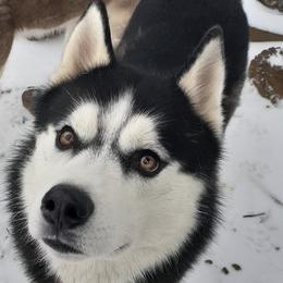Siberian Huskies from Robyn's Siberian Huskies