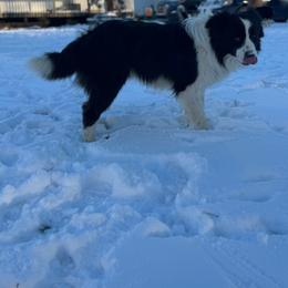 Cash - Border Collie