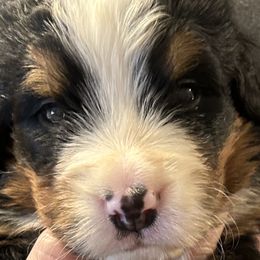 Boy 3 - Bernese Mountain Dog puppy in Port Huron, Michigan from Thumb Coast Bernese