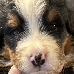 Boy 3 - Bernese Mountain Dog puppy in Port Huron, Michigan from Thumb Coast Bernese