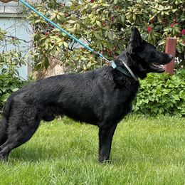 Nando - German Shepherd