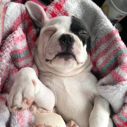 Boston Terriers from Royal Bostons