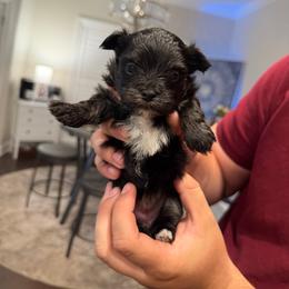 Purple Collar - Black and White Girl - Black & tan tri-color female Morkie puppy in Athens, Alabama from McCormack Morkies