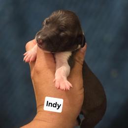 Indy - Seal female Italian Greyhound puppy in Parsons, Kansas from Feathered Cactus Farm