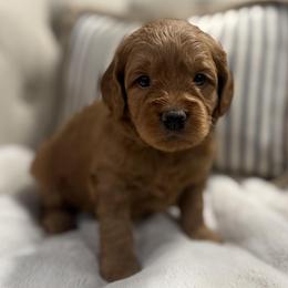 Cedar - Green Collar Boy - Red  male Goldendoodle puppy in Pleasant Hill, Iowa from Harvest Creek