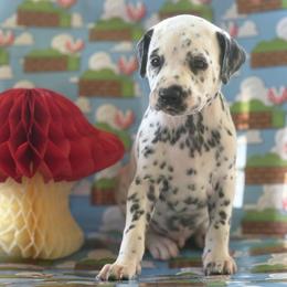 Luigi - White and black male Dalmatian puppy in Whitwell, Tennessee from Rock a Dalmatian “RockADal”