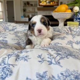 Pink - Blue merle female Bernedoodle puppy in Indiahoma, Oklahoma from Farm Fresh Doodles
