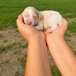 Boone - Cream male Aussiedoodle puppy in Hudson, Michigan from Haas Pawz