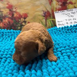 Toby - Red  male Poodle puppy in Lawrenceburg, Tennessee from LUV Poodles and Maltipoos