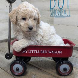 Snowball - Cream male Goldendoodle puppy in Cambridge, Minnesota from Country Meadow Doodles