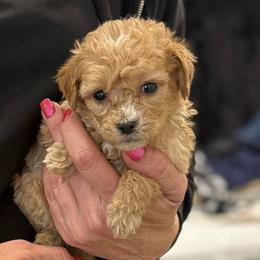Asher - Red  male Goldendoodle puppy in Ambrose, Georgia from Brandilyn's Aussies