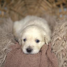 Mr Red - Light golden male Golden Retriever puppy in Morrill, Kansas from Grimm Girls Farm