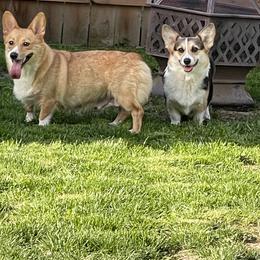 Pembroke Welsh Corgi Puppies from Bentley Corgis LLC