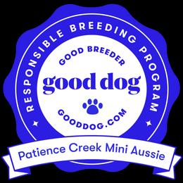 Miniature Australian Shepherd Puppies from Patience Creek Mini Aussie