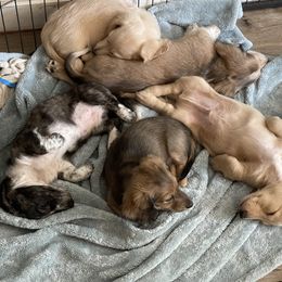 Dachshund Puppies from LovelylilDoxies