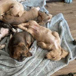 Dachshund Puppies from LovelylilDoxies