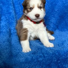 Wakka - Brown and white male Siberian Husky puppy in Sherwood, Oregon from Whiskey River Siberians