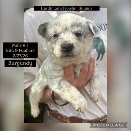 Boy 1 - Blue speckled male Australian Cattle Dog puppy in Dillwyn, Virginia from Hardiman’s Howlin’ Hounds