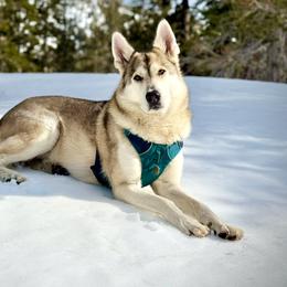 Apollo - Tamaskan