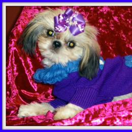 Shih Tzu Puppies from Meadowlyn's Dream Shih Tzu