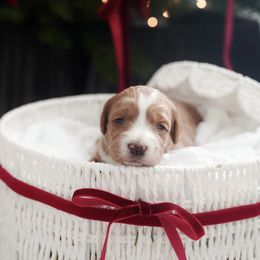 Meadow - Red  female Goldendoodle puppy in Vancouver, Washington from Blissful Doodles