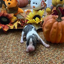 Girl 2 - Fawn brindle Whippet puppy in Williamsport, Pennsylvania from Willowisp Whippets