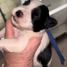 Jasper - Parti male Miniature Schnauzer puppy in Port Orchard, Washington from Silver Bells Miniature Schnauzers