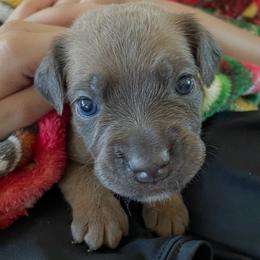 Buttercup - Gray and fawn female Cane Corso puppy in San Isidro, Texas from MTZCC Ranch, LLC