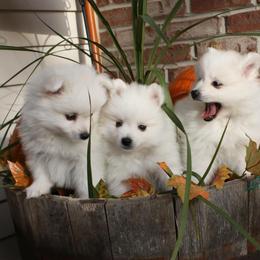 American Eskimo Dog Puppies from Firefly American Eskimo Dogs