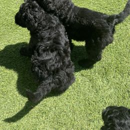 Black Russian Terrier Puppies from Amethyst Black Russian Terriers