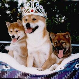 Shiba Inu and Yorkshire Terrier Puppies from Royal Kennels