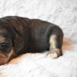 Bernedoodle Puppies from Belly Rubs